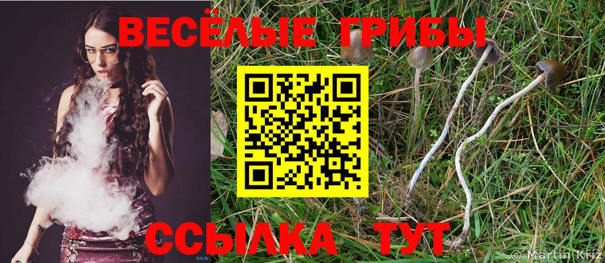 Галлюциногенные грибы Psilocybe  Вход с VPN  Черногорск 